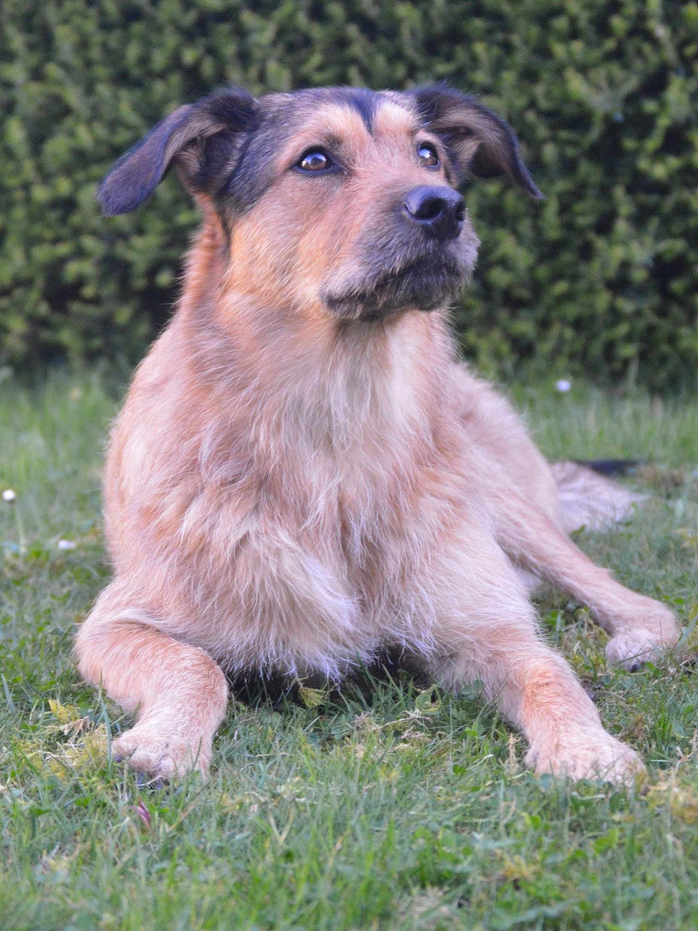 Sully a rejoint le concours — aidez-le/la à gagner de superbes lots ! dog, animal, grass, outdoor, pet, canine, fur, ears, snout, muzzle, nature, portrait, laying_down, brown, black, eyes, cute, domestic_animal, relaxed, daylight