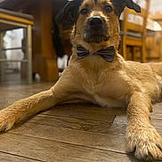 Sully participe au concours pour gagner de l'argent avec cette photo : dog, bow_tie, wooden_floor, indoor, pet, canine, furniture, table, chair, domestic, animal, mammal, portrait, laying_down, brown_fur, black_nose, ears, face, front_paws, close_up