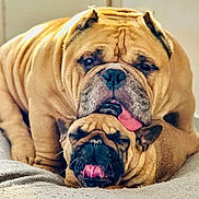 Loboss a rejoint le concours — aidez-le/la à gagner de superbes lots ! dog, bulldog, pet, animal, tongue, cute, affection, closeup, face, wrinkles, fur, laying, bed, indoor, companion, friendship, playful, expression, tongue_out, canine