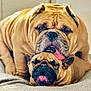 dog, bulldog, pet, animal, tongue, cute, affection, closeup, face, wrinkles, fur, laying, bed, indoor, companion, friendship, playful, expression, tongue_out, canine