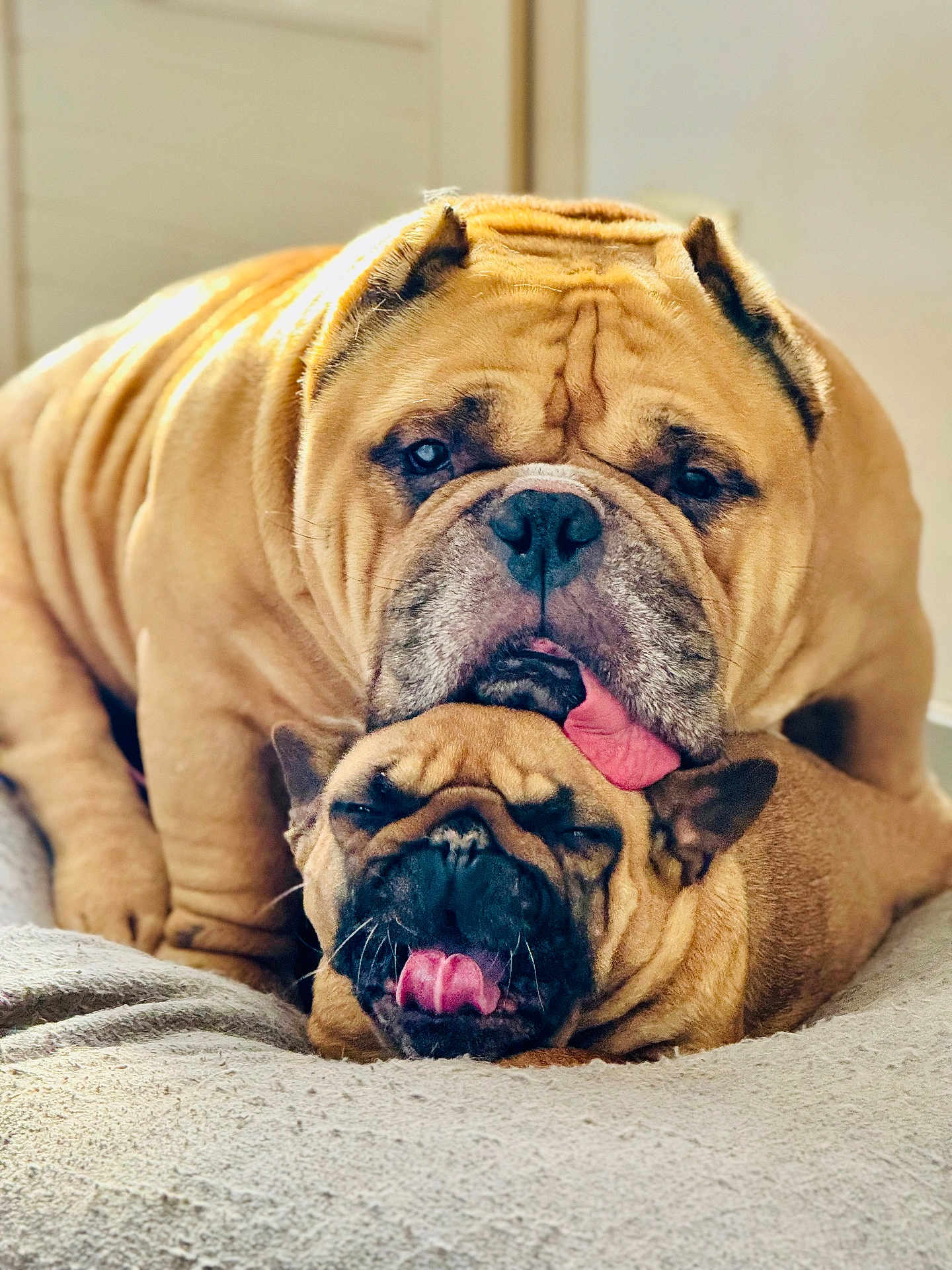Loboss a rejoint le concours — aidez-le/la à gagner de superbes lots ! dog, bulldog, pet, animal, tongue, cute, affection, closeup, face, wrinkles, fur, laying, bed, indoor, companion, friendship, playful, expression, tongue_out, canine