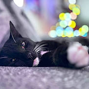 Ninja is registered to the contest to win money with this photo: animal, black_cat, blurred_background, bokeh, cat, close_up, colorful_lights, cozy, cute, domestic_cat, feline, indoor, lying_down, pet, relaxed, sleepy, soft_surface, whiskers, whiskers_visible, white_paws