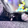 animal, black_cat, blurred_background, bokeh, cat, close_up, colorful_lights, cozy, cute, domestic_cat, feline, indoor, lying_down, pet, relaxed, sleepy, soft_surface, whiskers, whiskers_visible, white_paws