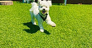 Teddy is registered to the contest to win money with this photo: animal, bench, canine, daytime, dog, fur, grass, greenery, happy, joyful, nature, outdoor, pet, playing, running, shadow, small_dog, sunlight, white_dog, yard