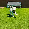 animal, bench, canine, daytime, dog, fur, grass, greenery, happy, joyful, nature, outdoor, pet, playing, running, shadow, small_dog, sunlight, white_dog, yard