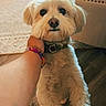 Teddy is registered to the contest to win money with this photo: animal, bracelet, closeup, collar, cozy, curious, cute, dog, fluffy, furniture, hand, home, indoor, light, person, pet, rug, timestamp, vintage_filter, wooden_floor