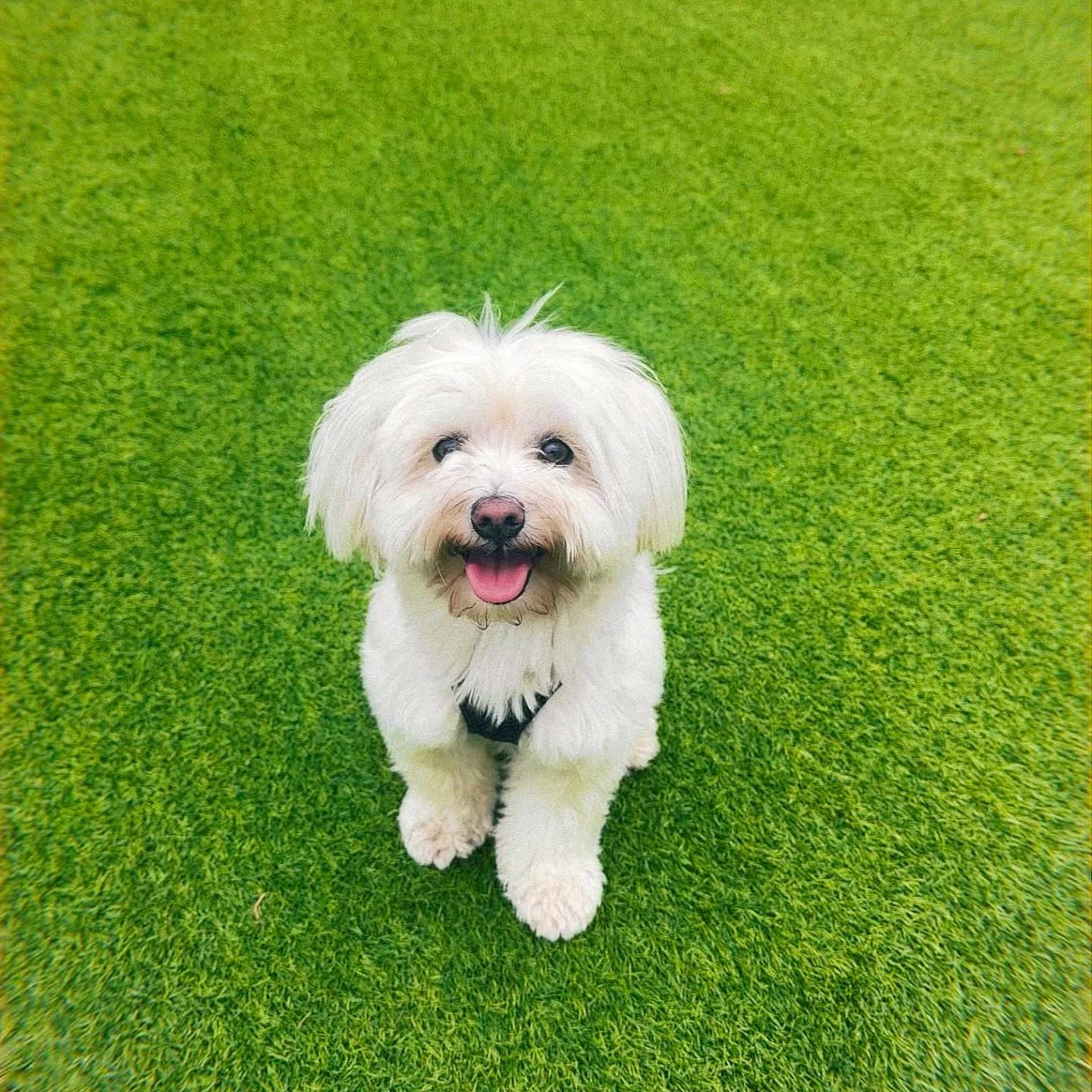 Teddy