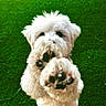 Teddy is registered to the contest to win money with this photo: adorable, animal, canine, closeup, cute, dog, fluffy, friendly, fur, grass, mammal, nature, outdoor, paw_pads, paws, pet, playful, small_dog, white, young