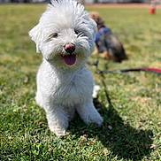 Teddy joined the competition — help win amazing prizes! animal, blurred_background, cute, daytime, dog, fluffy, friendly, grass, greenery, happy, leash, nature, outdoor, park, pet, sitting, small_dog, sunlight, tongue_out, white_dog