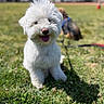 animal, blurred_background, cute, daytime, dog, fluffy, friendly, grass, greenery, happy, leash, nature, outdoor, park, pet, sitting, small_dog, sunlight, tongue_out, white_dog