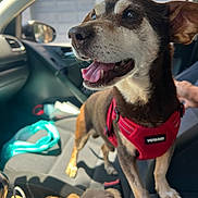 Marshmellow is registered to the contest to win money with this photo: animal, canine, car, closeup, companion, dog, excited, happy, harness, inside, interior, journey, leisure, pet, red, seat, sideview, sunlight, tongue, window