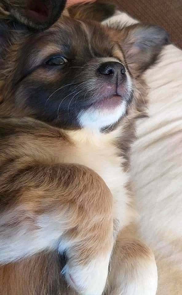 Merco participe au concours pour gagner de l'argent avec cette photo : ancient_dog_breeds, canidae, carnivore, companion_dog, dog, dog_breed, door, fawn, fur, liver, paw, photography, snout, sporting_group, terrestrial_animal, tibetan_spaniel, toy_dog, whiskers, working_animal, working_dog