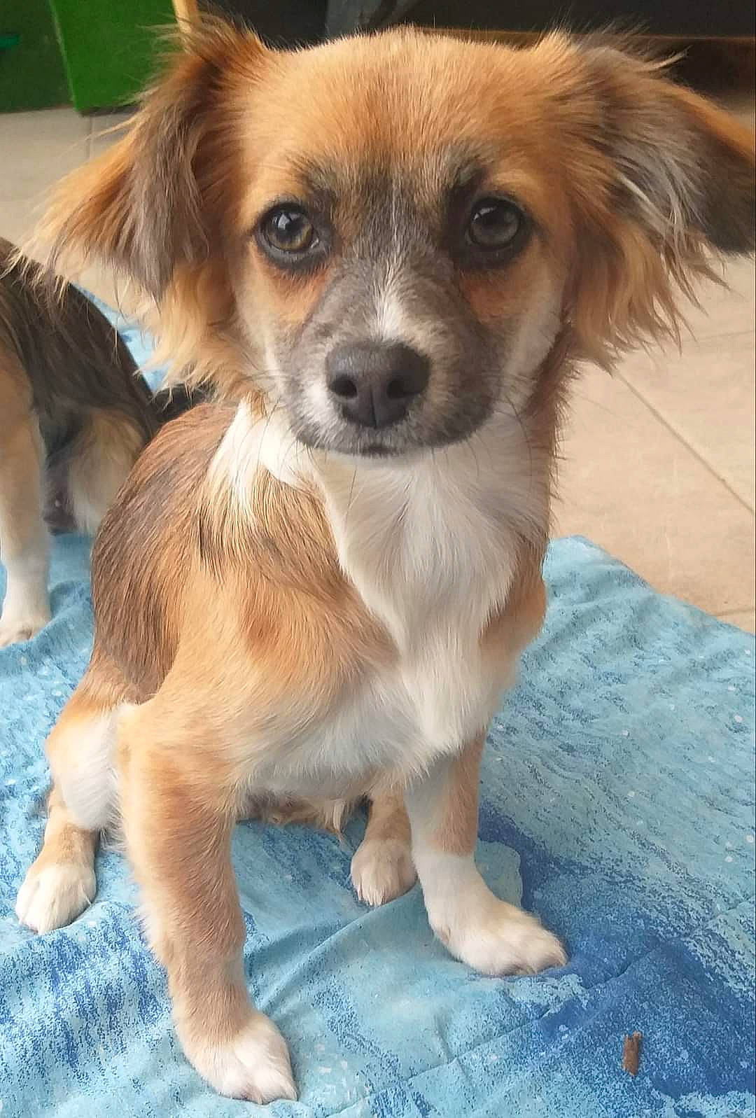 Merco a rejoint le concours — aidez-le/la à gagner de superbes lots ! ancient_dog_breeds, canidae, carnivore, companion_dog, dog, dog_breed, fawn, flooring, fur, snout, sporting_group, terrestrial_animal, toy_dog, whiskers, working_dog