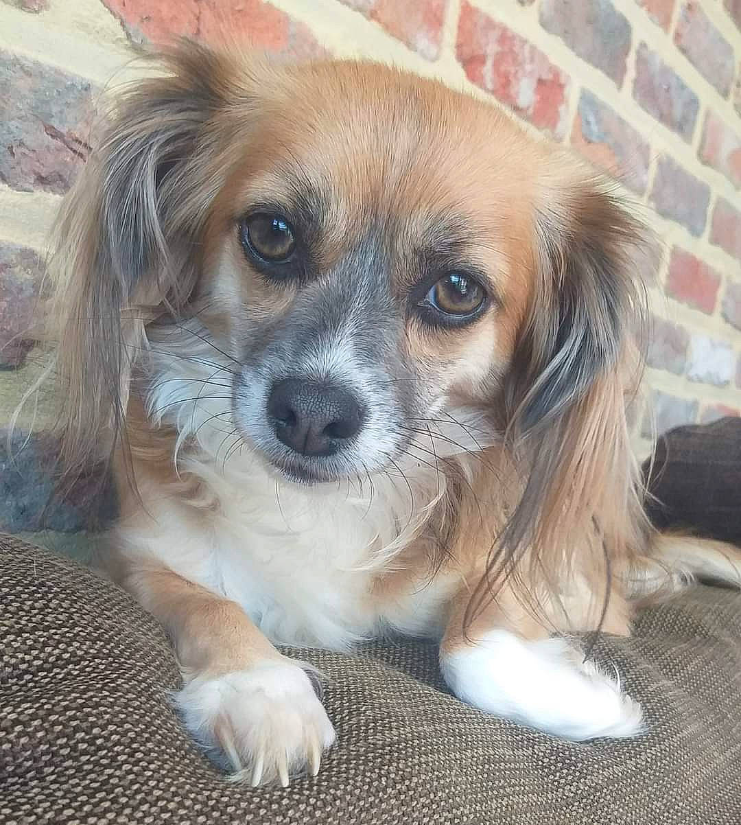 Merco participe au concours pour gagner de l'argent avec cette photo : brick, brickwork, canidae, carnivore, companion_dog, dog, dog_breed, fawn, fur, liver, mortar, puppy, snout, sporting_group, terrestrial_animal, toy_dog, whiskers