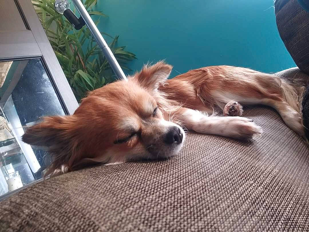 Gadjo participe au concours pour gagner de l'argent avec cette photo : canidae, carnivore, chihuahua, comfort, companion_dog, dog, dog_breed, fawn, flowerpot, fur, king_charles_spaniel, liver, plant, snout, spaniel, terrestrial_animal, toy_dog, whiskers, wood, working_animal