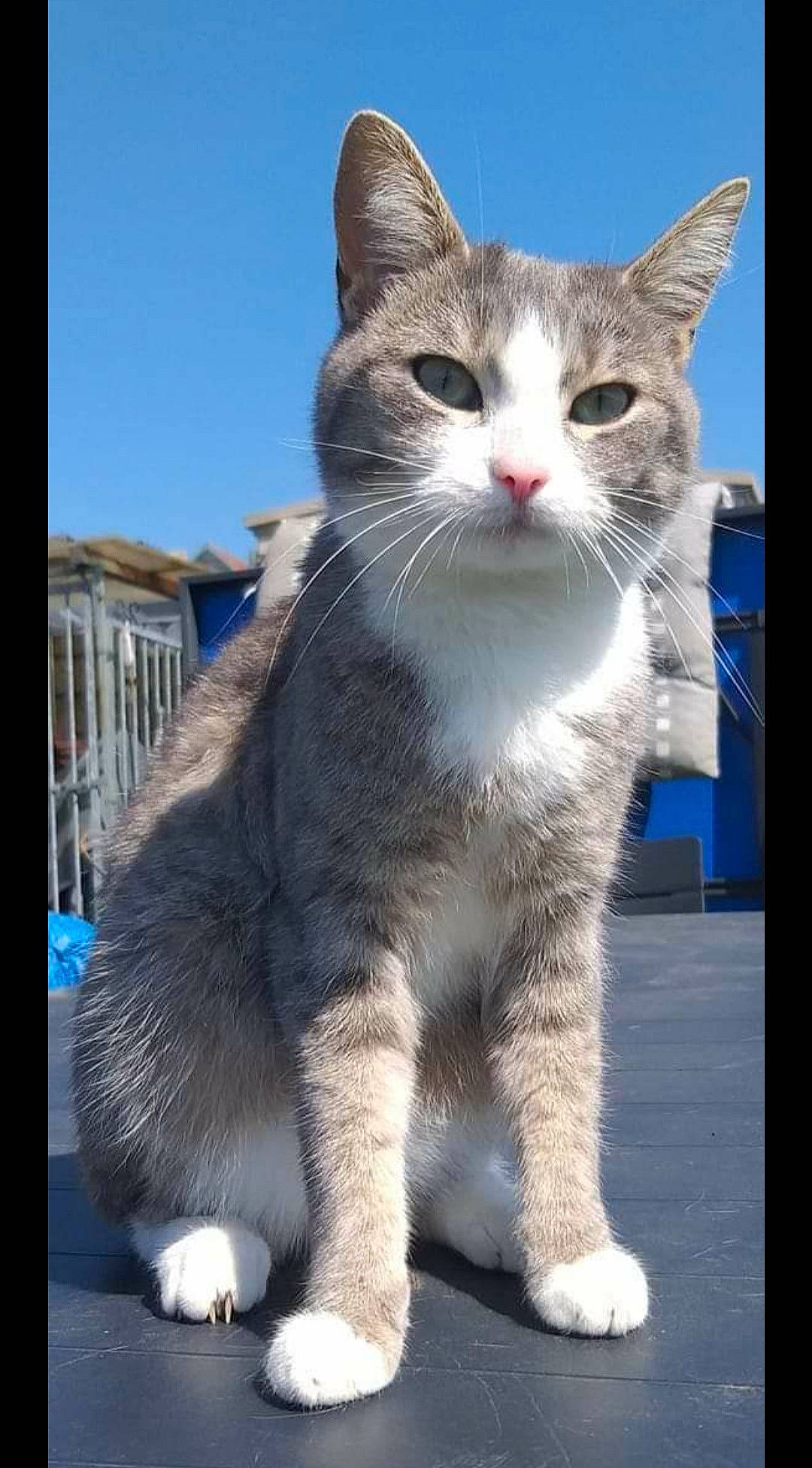 Fluffy participe au concours pour gagner de l'argent avec cette photo : building, carnivore, cat, domestic_short_haired_cat, electric_blue, felidae, fixture, fur, paw, rectangle, sky, small_to_medium_sized_cats, snout, tail, terrestrial_animal, whiskers, window