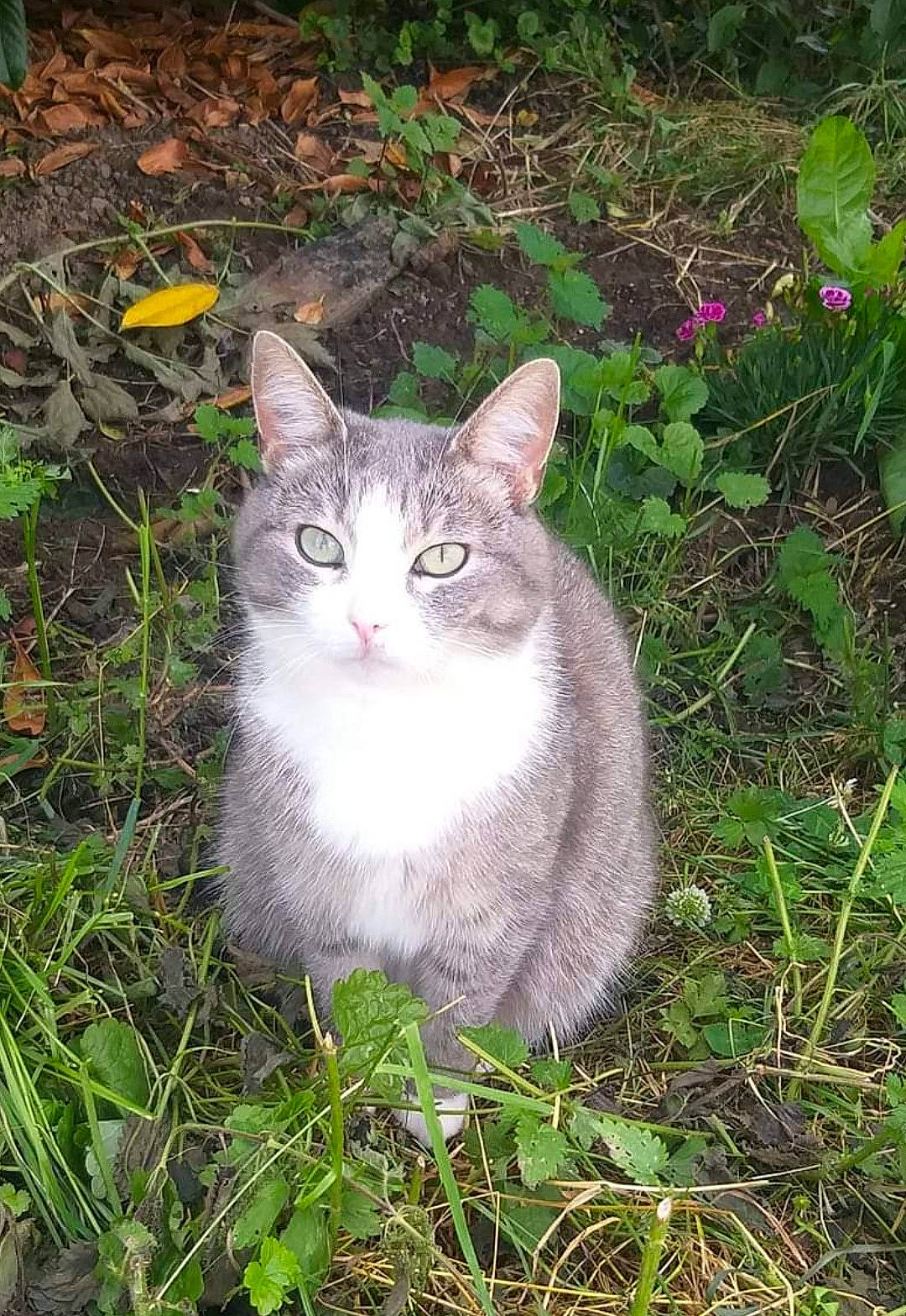 Fluffy a rejoint le concours — aidez-le/la à gagner de superbes lots ! botany, carnivore, cat, domestic_short_haired_cat, fawn, felidae, fur, grass, groundcover, herb, plant, shrub, sitting, small_to_medium_sized_cats, snout, tail, terrestrial_animal, tree, whiskers, wildlife