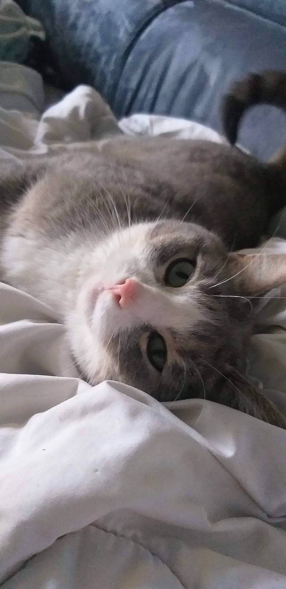 Fluffy participe au concours pour gagner de l'argent avec cette photo : carnivore, cat, comfort, domestic_short_haired_cat, felidae, fur, grey, nap, paw, sleep, small_to_medium_sized_cats, terrestrial_animal, whiskers