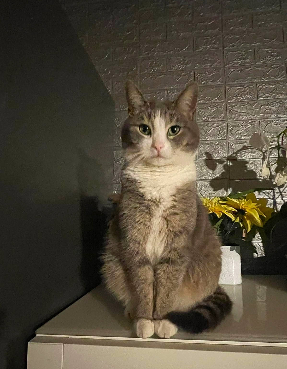 Fluffy participe au concours pour gagner de l'argent avec cette photo : carnivore, cat, claw, desk, domestic_short_haired_cat, door, felidae, flowerpot, fur, houseplant, paw, plant, sitting, small_to_medium_sized_cats, snout, table, tail, whiskers, window