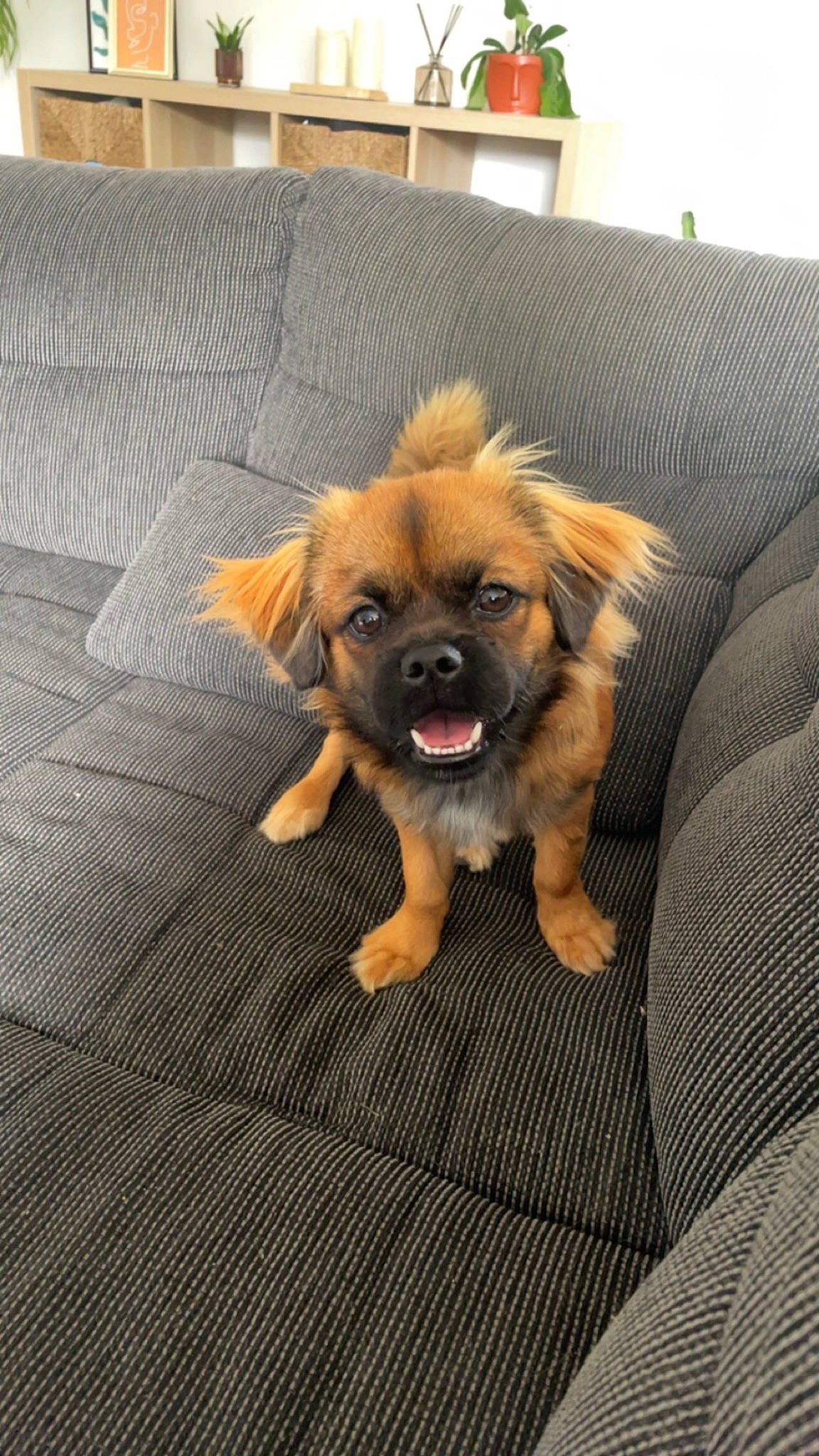 Tartine participe au concours pour gagner de l'argent avec cette photo : carnivore, companion_dog, couch, dog, dog_breed, dog_supply, fawn, flooring, fur, hardwood, liver, non_sporting_group, paw, snout, sporting_group, terrestrial_animal, toy_dog, wood, working_animal