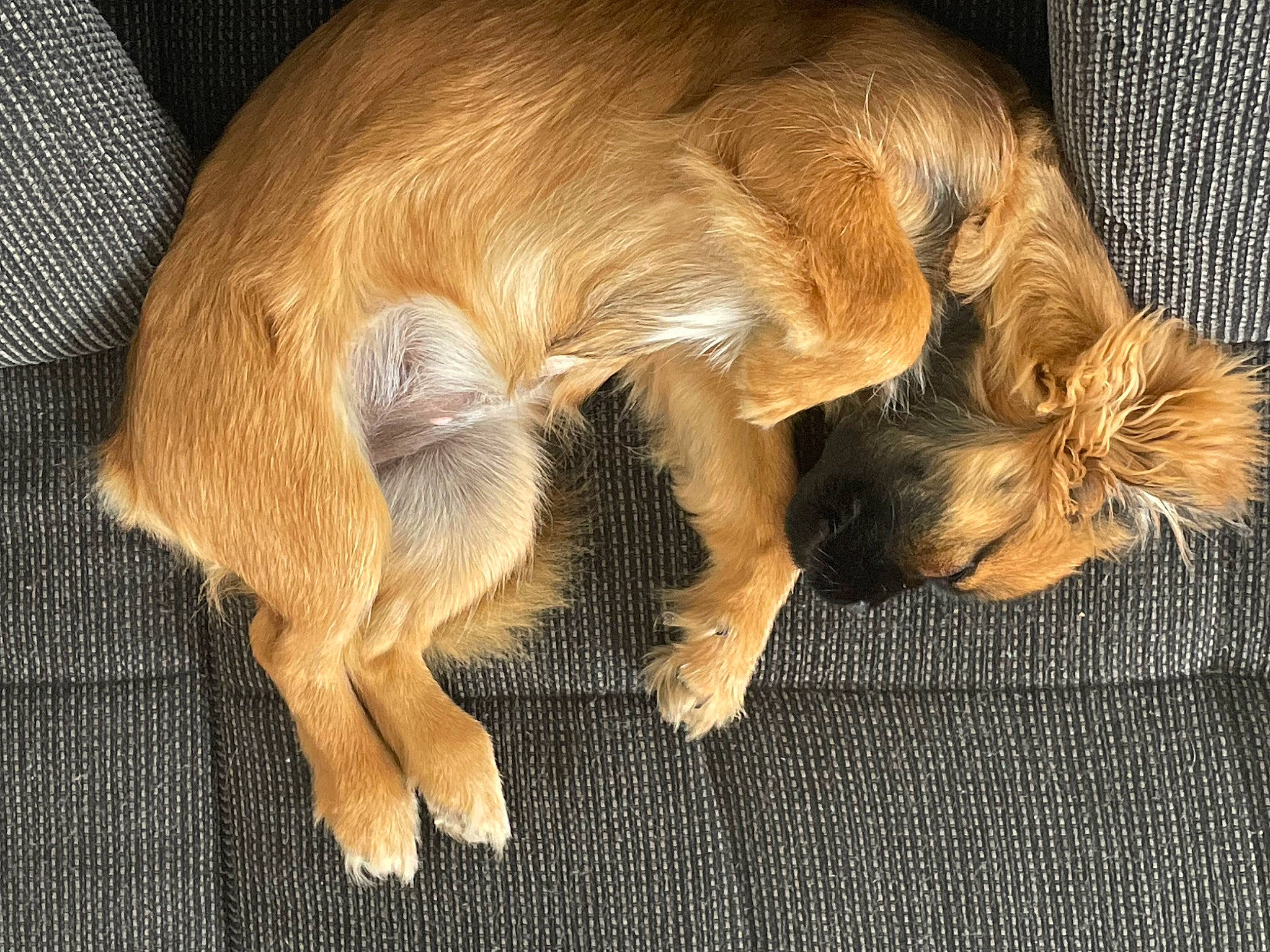 Tartine participe au concours pour gagner de l'argent avec cette photo : canidae, carnivore, claw, comfort, companion_dog, dog, dog_breed, ear, fawn, fur, liver, nap, paw, snout, sporting_group, tail, terrestrial_animal, whiskers, wood, working_animal