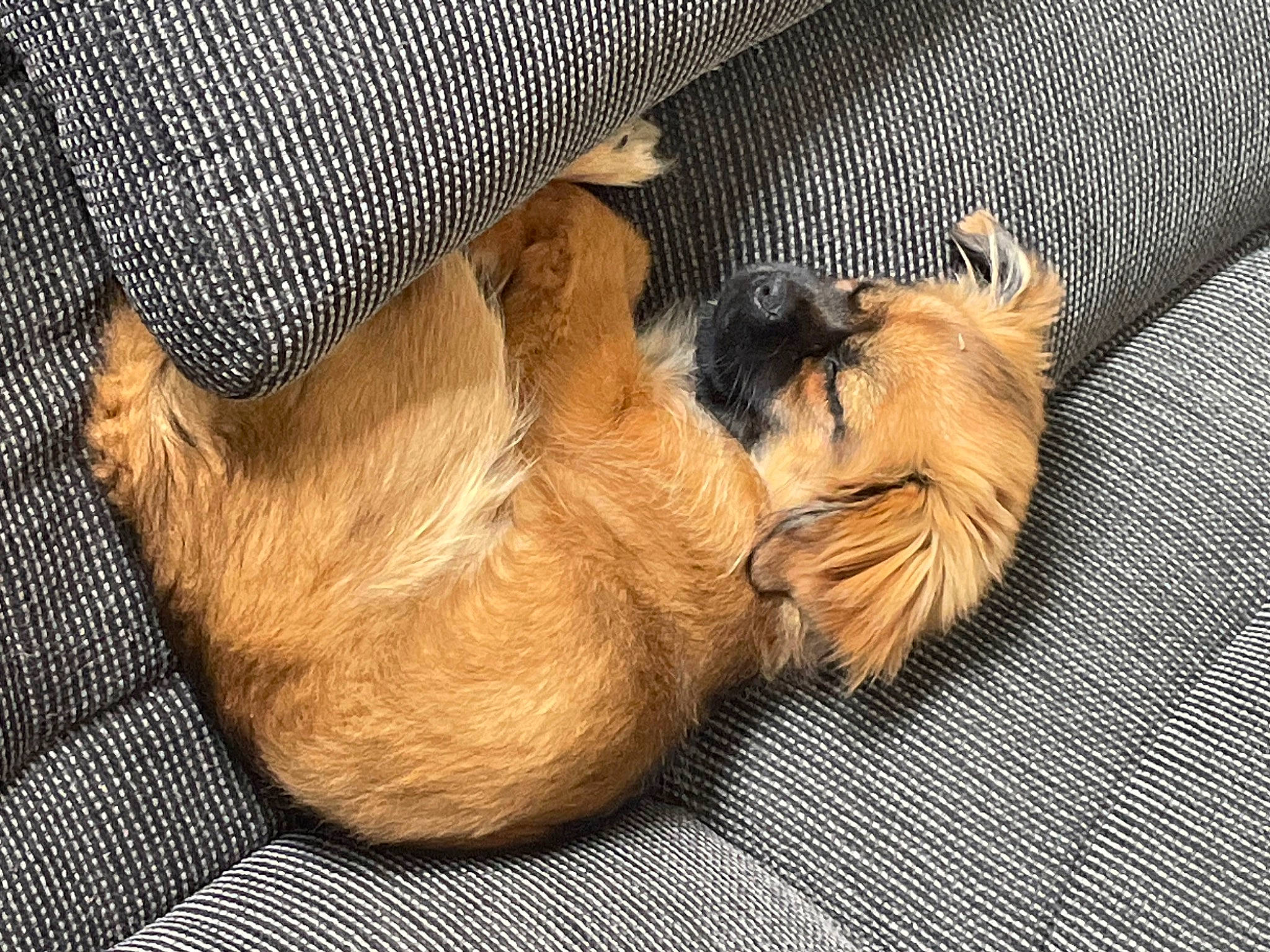 Tartine a rejoint le concours — aidez-le/la à gagner de superbes lots ! carnivore, comfort, companion_dog, dog_breed, fawn, felidae, foot, fur, liver, nap, paw, sleep, small_to_medium_sized_cats, snout, tail, terrestrial_animal, whiskers, wood, working_animal, wrinkle