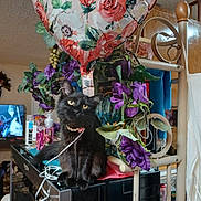 Maggie joined the competition — help win amazing prizes! black_cat, cat, balloon, heart_balloon, purple_flowers, artificial_flowers, ribbon, necklace, collar, indoor, living_room, furniture, shelf, television, tv_screen, glass_vase, decor, pet, portrait, sitting