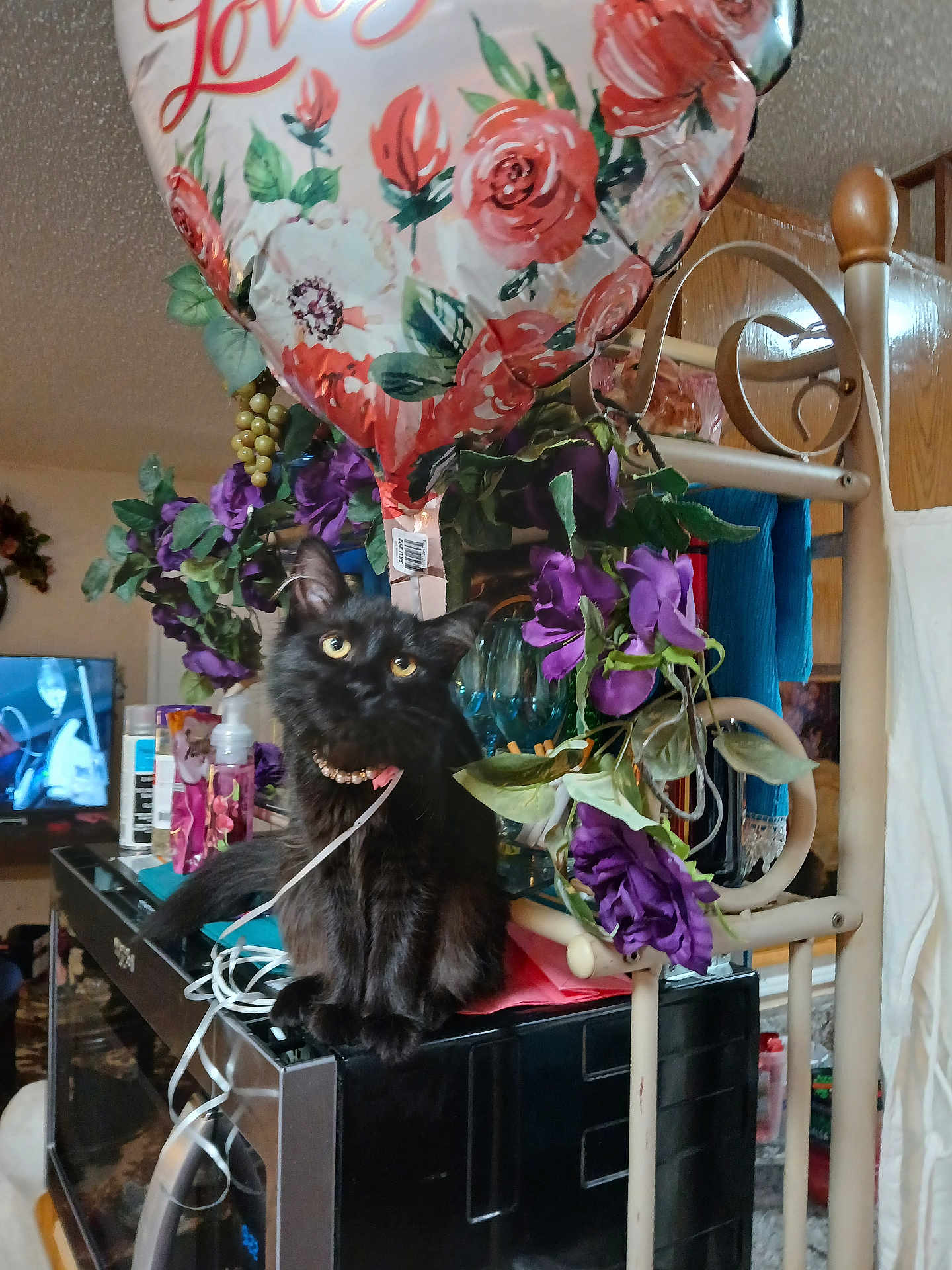 Maggie joined the competition — help win amazing prizes! black_cat, cat, balloon, heart_balloon, purple_flowers, artificial_flowers, ribbon, necklace, collar, indoor, living_room, furniture, shelf, television, tv_screen, glass_vase, decor, pet, portrait, sitting