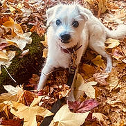 Louis is registered to the contest to win money with this photo: animal, autumn, collar, cute, dog, fall, fluffy, forest_floor, greenery, leash, leaves, lying_down, nature, outdoors, pet, portrait, puppy, seasonal, sitting, white_dog