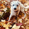 animal, autumn, collar, cute, dog, fall, fluffy, forest_floor, greenery, leash, leaves, lying_down, nature, outdoors, pet, portrait, puppy, seasonal, sitting, white_dog