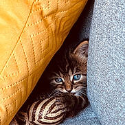 Anakin a rejoint le concours — aidez-le/la à gagner de superbes lots ! blue_eyes, cat, claws, closeup, cozy, cute, feline, fur, gray_couch, indoor, kitten, pet, resting, small, snuggling, tabby, toy, whiskers, woven_toy, yellow_pillow