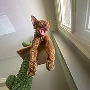 Darwin is registered to the contest to win money with this photo: cat, curly_fur, yawning, cat_tree, scratching_post, indoor, window, light, paws, orange_cat, funny_pose, pet, animal, feline, home, vertical, climbing, relaxed, cute, whiskers