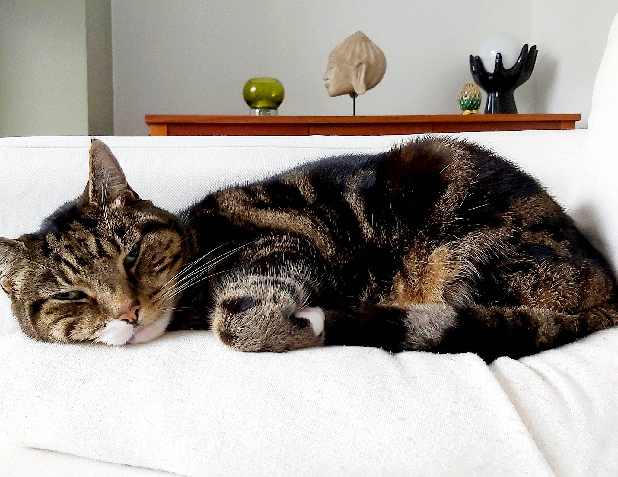 Buttons joined the competition — help win amazing prizes! bedding, carnivore, cat, claw, comfort, domestic_short_haired_cat, felidae, fur, linens, metal, nap, paw, rectangle, room, sitting, sleep, small_to_medium_sized_cats, snout, tail, whiskers