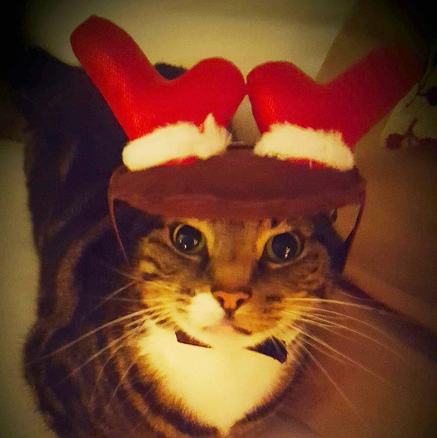 Buttons joined the competition — help win amazing prizes! cap, carnivore, cat, costume_hat, domestic_short_haired_cat, eyewear, fashion_accessory, fawn, fedora, felidae, fur, hat, paw, personal_protective_equipment, photo_caption, room, small_to_medium_sized_cats, snout, tail, whiskers