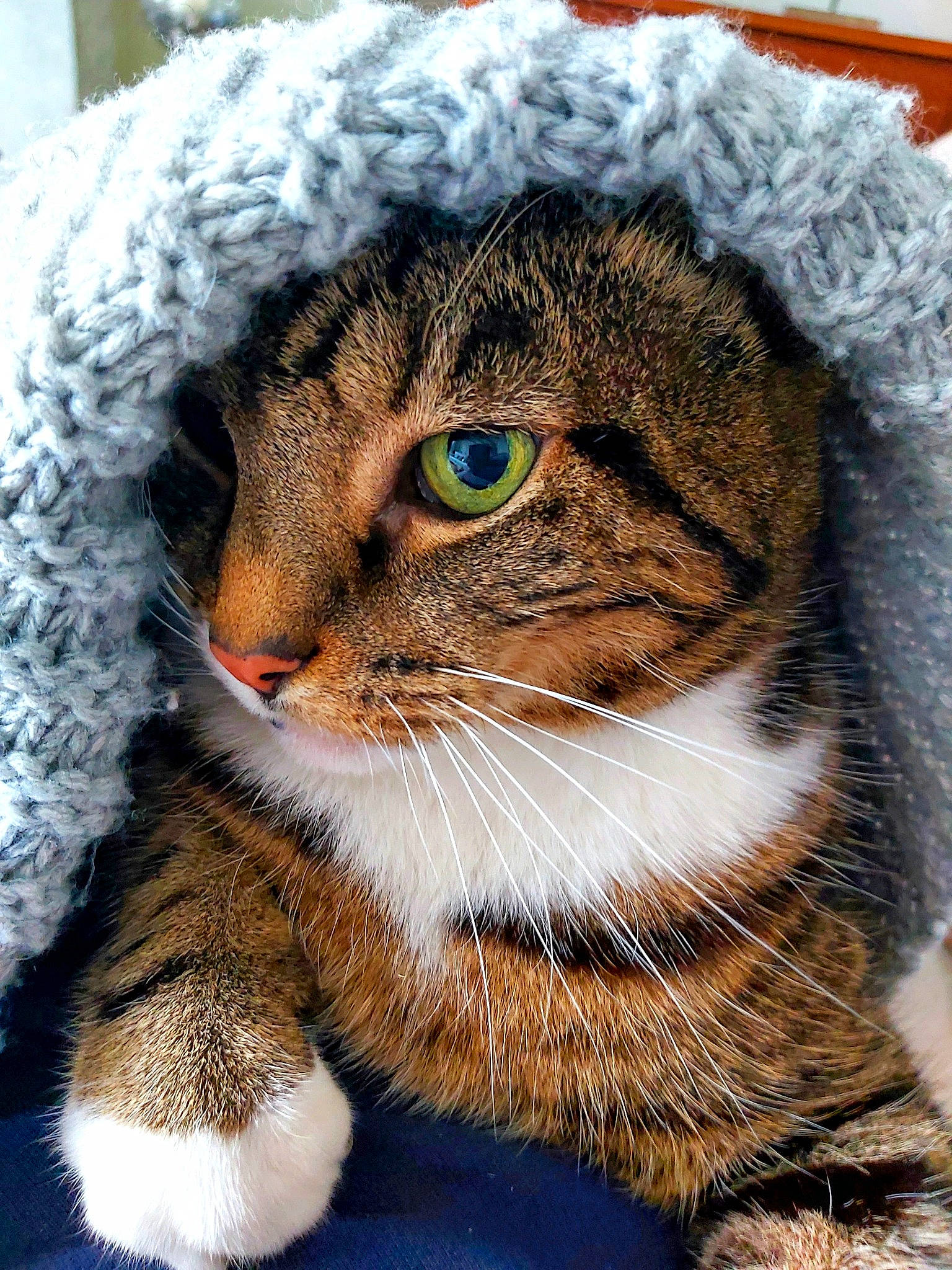 Buttons joined the competition — help win amazing prizes! carnivore, cat, claw, close_up, domestic_short_haired_cat, eye, felidae, fur, grass, hair, head, iris, paw, small_to_medium_sized_cats, snout, terrestrial_animal, tree, whiskers, wildlife, window