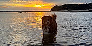 Koda a rejoint le concours — aidez-le/la à gagner de superbes lots ! dog, water, sunset, reflection, lake, outdoor, nature, animal, canine, sky, clouds, shoreline, ripples, evening, peaceful, wet, fur, landscape, trees, sunlight