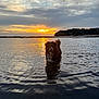 dog, water, sunset, reflection, lake, outdoor, nature, animal, canine, sky, clouds, shoreline, ripples, evening, peaceful, wet, fur, landscape, trees, sunlight