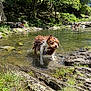 Koda participe au concours pour gagner de l'argent avec cette photo : dog, water, shaking, forest, stream, rocks, grass, people, sunlight, nature, outdoor, trees, relaxing, summer, wet, animal, recreation, daytime, park, scenic