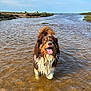 Koda participe au concours pour gagner de l'argent avec cette photo : dog, water, wet, tongue_out, happy, shallow_water, grass, sky, clouds, nature, animal, outdoor, river, brown, white, fur, canine, playful, summer, daylight