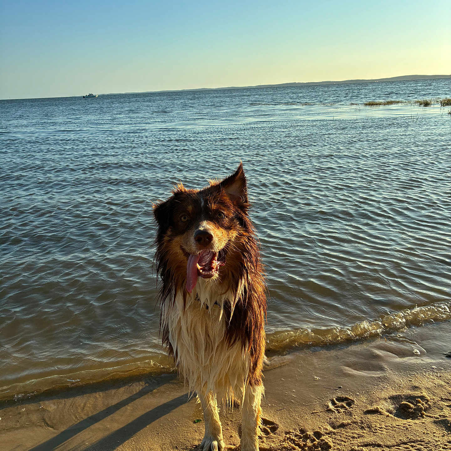 Koda a rejoint le concours — aidez-le/la à gagner de superbes lots ! animal, beach, canine, daytime, dog, happy, nature, outdoor, pet, playful, sand, shore, shoreline, sky, summer, sunlight, tongue, water, waves, wet