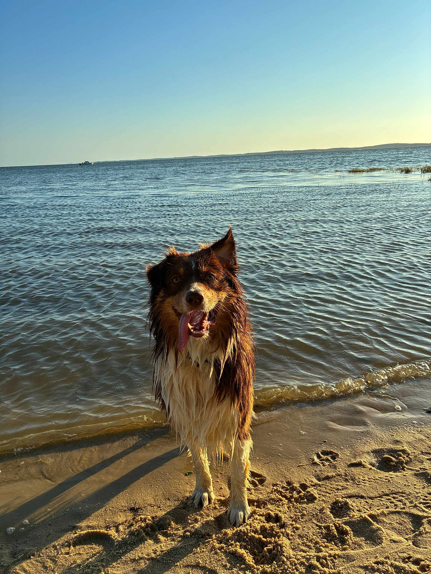 Koda a rejoint le concours — aidez-le/la à gagner de superbes lots ! dog, beach, sand, water, wet, sunlight, sky, tongue, animal, canine, outdoor, nature, shore, waves, summer, pet, happy, playful, shoreline, daytime