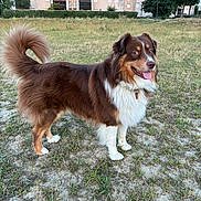 Koda participe au concours pour gagner de l'argent avec cette photo : dog, brown, white, fluffy, grass, field, outdoor, pet, canine, animal, happy, tongue_out, tail, fur, nature, residential_building, house, daylight, standing, portrait