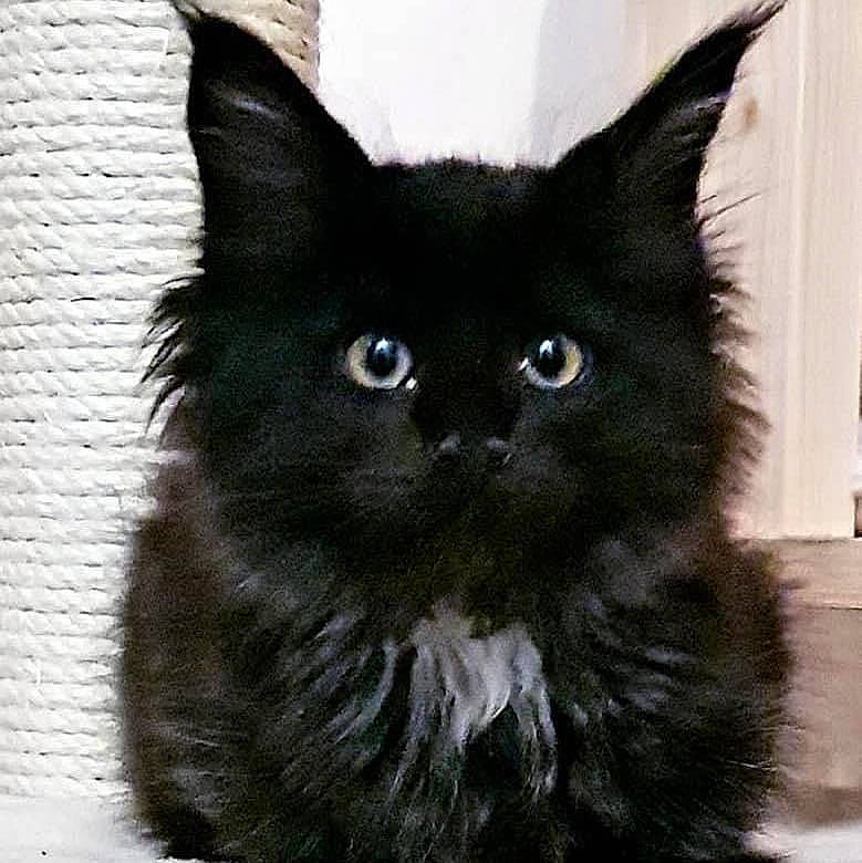 Rivan a rejoint le concours — aidez-le/la à gagner de superbes lots ! black_cat, bombay, carnivore, cat, claw, domestic_short_haired_cat, electric_blue, eye, felidae, fur, mammal, small_to_medium_sized_cats, snout, tail, terrestrial_animal, whiskers