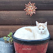 The Imposter joined the competition — help win amazing prizes! animal, cat, container, daylight, ears, face, flower_pot, fur, metal_pot, nature, orange_spots, outdoor, pet, plant, quiet, relaxed, sitting, sun_decoration, white_cat, wooden_wall