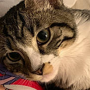 Richie joined the competition — help win amazing prizes! cat, tabby, close_up, pet, animal, fur, whiskers, face, eye, cute, resting, indoor, domestic_animal, mammal, sleepy, curious, soft, texture, colorful, fabric