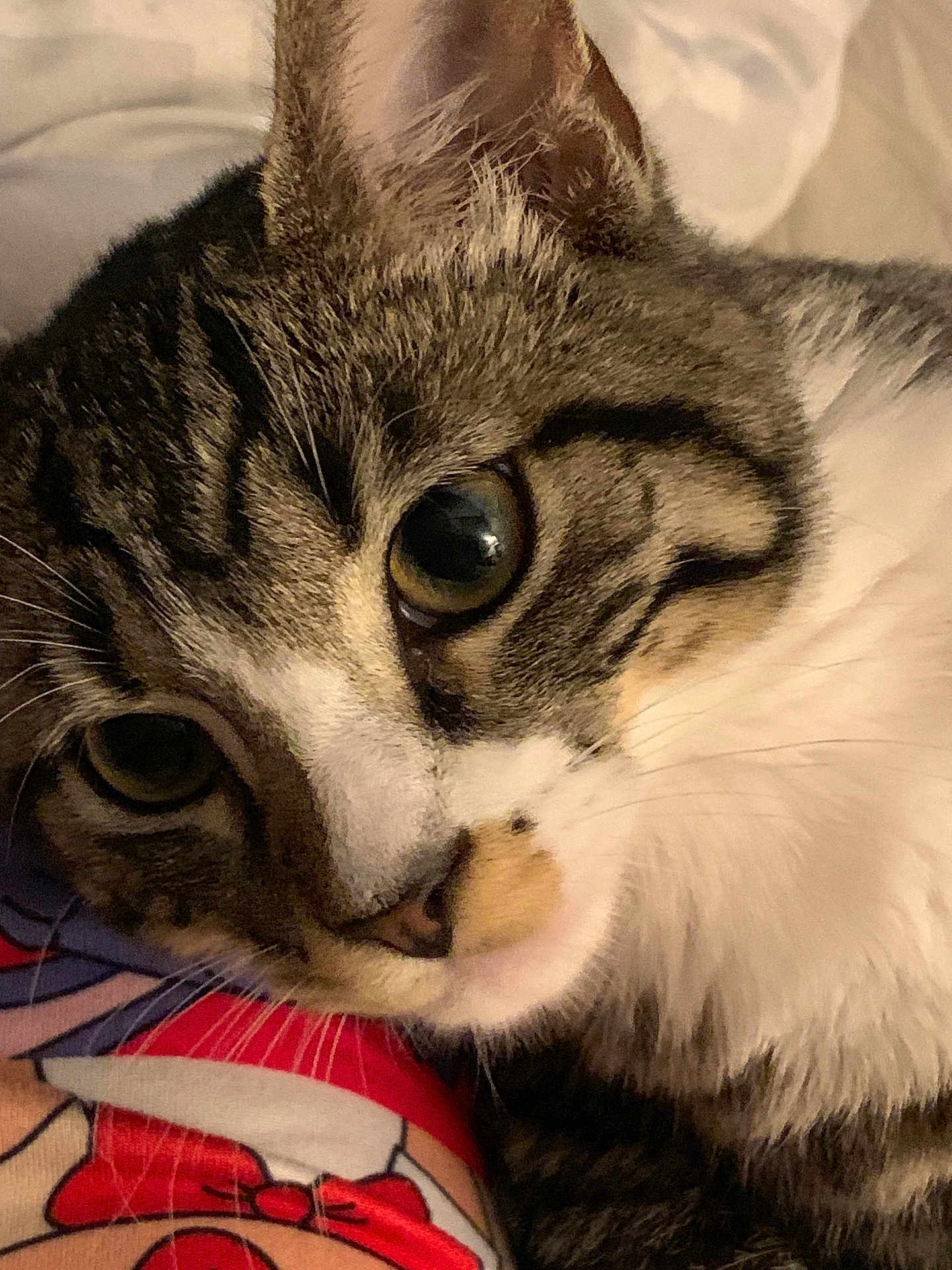 Richie joined the competition — help win amazing prizes! cat, tabby, close_up, pet, animal, fur, whiskers, face, eye, cute, resting, indoor, domestic_animal, mammal, sleepy, curious, soft, texture, colorful, fabric