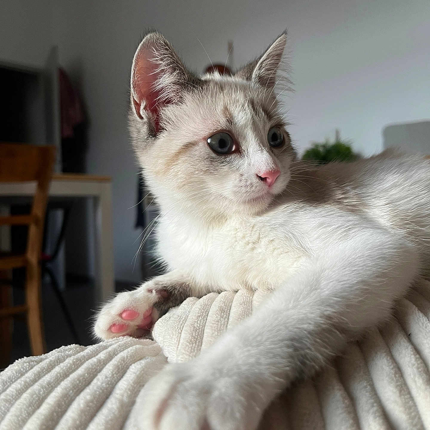 Georgette