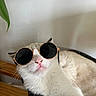 cat, pet, animal, sunglasses, cool, fashion, white_cat, gray_cat, portrait, close_up, indoor, home, furniture, woven_bed, plant, wood, relaxed, funny, whiskers, nose