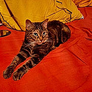 Coquille a rejoint le concours — aidez-le/la à gagner de superbes lots ! cat, tabby, pet, animal, feline, bed, orange_bedspread, yellow_pillow, indoor, resting, stretching, fur, whiskers, ears, eyes, relaxed, cute, domestic_cat, household, cozy