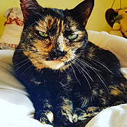 Chips a rejoint le concours — aidez-le/la à gagner de superbes lots ! cat, tortoiseshell_cat, green_eyes, whiskers, close_up, indoor, bed, blanket, relaxed, feline, pet, fur_pattern, resting, soft_lighting, cozy, pillow, plush_toy, animal, portrait, domestic